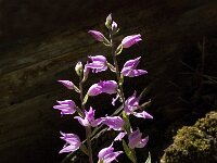 Cephalanthera rubra 4, Rood bosvogeltje, Saxifraga-Jan van der Straaten
