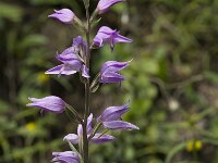 Cephalanthera rubra 5, Rood bosvogeltje, Saxifraga-Willem van Kruijsbergen