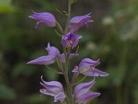 Cephalanthera rubra 6, Rood bosvogeltje, Saxifraga-Willem van Kruijsbergen