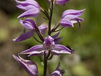 Cephalanthera rubra 7, Rood bosvogeltje, Saxifraga-Willem van Kruijsbergen