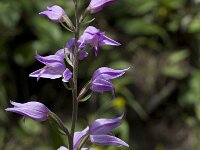 Cephalanthera rubra 8, Rood bosvogeltje, Saxifraga-Willem van Kruijsbergen