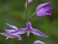 Cephalanthera rubra 9, Rood bosvogeltje, Saxifraga-Willem van Kruijsbergen