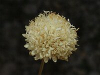 Cephalaria leucantha 2, Saxifraga-Jan van der Straaten