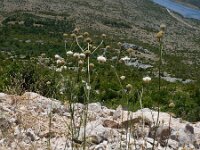 Cephalaria leucantha 3, Saxifraga-Jasenka Topic