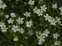 Cerastium arvense 28, Akkerhoornbloem, Saxifraga-Jan van der Straaten