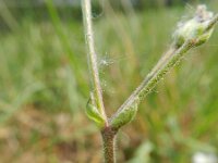 Cerastium arvense 42, Akkerhoornbloem, Saxifraga-Rutger Barendse
