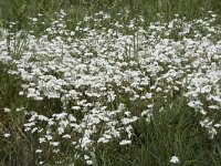 Cerastium arvense 53, Akkerhoornbloem, Saxifraga-Willem van Kruijsbergen