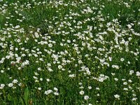 Cerastium arvense 59, Akkerhoornbloem, Saxifraga-Hans Grotenhuis