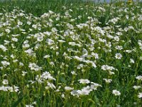 Cerastium arvense 61, Akkerhoornbloem, Saxifraga-Hans Grotenhuis