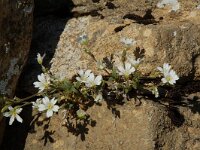 Cerastium arvense ssp strictum 14, Saxifraga-Willem van Kruijsbergen