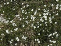 Cerastium arvense ssp suffruticosum 21, Saxifraga-Willem van Kruijsbergen