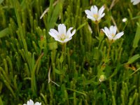 Cerastium cerastoides 2, Saxifraga-Ed Stikvoort