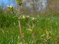 Cerastium glomeratum 11, Kluwenhoornbloem, Saxifraga-Ed Stikvoort