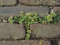 Cerastium glomeratum 2, Kluwenhoornbloem, Saxifraga-Piet Zomerdijk