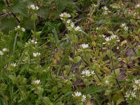 Cerastium glomeratum 3, Kluwenhoornbloem, Saxifraga-Peter Meininger