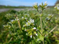 Cerastium glomeratum 5, Kluwenhoornbloem, Saxifraga-Ed Stikvoort