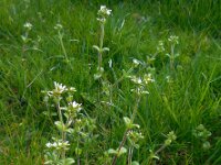 Cerastium glomeratum 7, Kluwenhoornbloem, Saxifraga-Ed Stikvoort