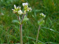 Cerastium glomeratum 8, Kluwenhoornbloem, Saxifraga-Ed Stikvoort