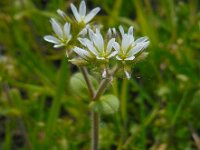 Cerastium glomeratum 9, Kluwenhoornbloem, Saxifraga-Ed Stikvoort