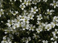 Cerastium lineare 2, Saxifraga-Jan van der Straaten