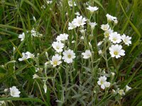 Cerastium tomentosum 10, Viltige hoornbloem, Saxifraga-Ed Stikvoort