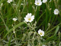 Cerastium tomentosum 11, Viltige hoornbloem, Saxifraga-Ed Stikvoort