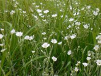 Cerastium tomentosum 13, Viltige hoornbloem, Saxifraga-Ed Stikvoort