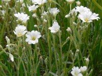 Cerastium tomentosum 14, Viltige hoornbloem, Saxifraga-Ed Stikvoort