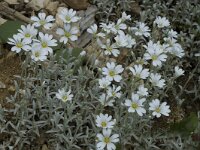 Cerastium tomentosum 2, Viltige hoornbloem, Saxifraga-Jan van der Straaten