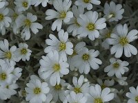 Cerastium tomentosum 3, Viltige hoornbloem, Saxifraga-Jan van der Straaten