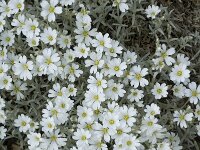 Cerastium tomentosum 4, Viltige hoornbloem, Saxifraga-Jan van der Straaten