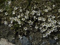 Cerastium uniflorum 18, Saxifraga-Willem van Kruijsbergen