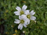 Cerastium uniflorum 24, Saxifraga-Simone van Velzen