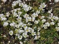Cerastium uniflorum 26, Saxifraga-Harry Jans