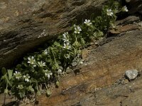 Cerastium uniflorum 3, Saxifraga-Willem van Kruijsbergen