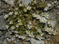 Cerastium uniflorum 4, Saxifraga-Willem van Kruijsbergen