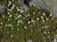 Cerastium uniflorum 5, Saxifraga-Willem van Kruijsbergen