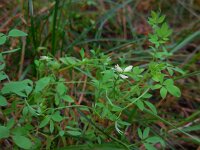 Ceratocapnos claviculata 10, Rankende helmbloem, Saxifraga-Ed Stikvoort