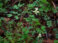 Ceratocapnos claviculata 11, Rankende helmbloem, Saxifraga-Ed Stikvoort