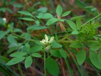 Ceratocapnos claviculata 12, Rankende helmbloem, Saxifraga-Ed Stikvoort