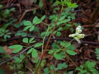Ceratocapnos claviculata 9, Rankende helmbloem, Saxifraga-Ed Stikvoort