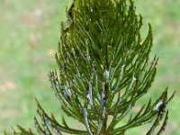 Ceratophyllum demersum 4, Grof hoornblad, Saxifraga-Peter Meininger