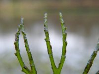 Ceratophyllum demersum 5, Grof hoornblad, Saxifraga-Rutger Barendse