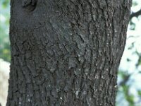 Cercis siliquastrum 5, Saxifraga-Jan van der Straaten