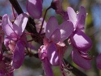 Cercis siliquastrum 9, Saxifraga-Willem van Kruijsbergen
