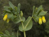 Cerinthe major 11, Saxifraga-Willem van Kruijsbergen