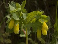 Cerinthe major 12, Saxifraga-Willem van Kruijsbergen