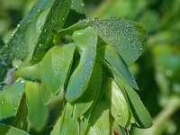 Cerinthe major 14, Saxifraga-Jeroen Willemsen