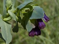 Cerinthe major 17, Saxifraga-Willem van Kruijsbergen