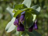 Cerinthe major 19, Saxifraga-Willem van Kruijsbergen